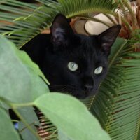 Sjuul&Sjaan#Freecat (@oscarspoezels) 's Twitter Profile