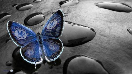 Hazeisblue's profile picture. Chelsea Glory Hunter since 1970 - home and away ST - Cocktail Queen