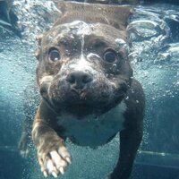 betsy35 (@vetdogs35) 's Twitter Profile