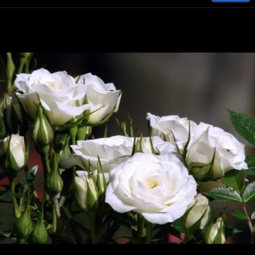 اللهم اجعل آخركلامي من هذه الدنياشهادة أن لاإله إلاالله وأن محمداًرسول الله.