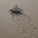 Robert Patterson - @coastaleye - Twitter