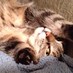 Shari Hammill (@shari63) Twitter profile photo Shari Hammill (@shari63) Twitter profile photo