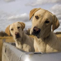 VelvetAntler's profile picture. 