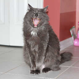 JaninePettigrew's profile picture. Creative lounger, hack worker, shameless parent