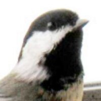 what fresh hell is this? (@markmackay) 's Twitter Profile