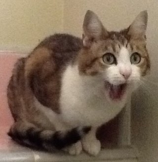 @KittiesAndPills is mine