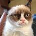Tard The Grumpy Cat (@tardgrumpycat) Twitter profile photo