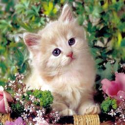 Summerhope0101's profile picture. 