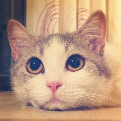 萌神猫 Meowmeow Cn Twitter 萌神猫 Meowmeow Cn Twitter