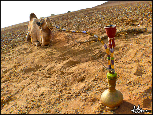 ASUatUCD's profile picture. 