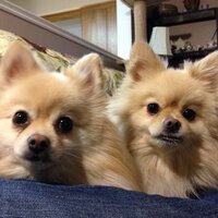 Steve Brown (@stevebrown911) 's Twitter Profile