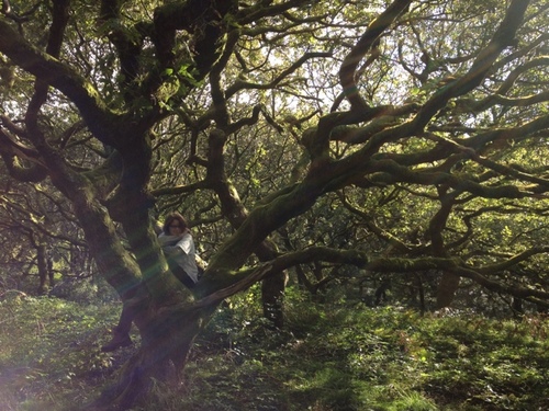 Look closely & you'll find me in the tree! Librarian, love cats, Venice and buy too many books. Weakness for Folio Soc. Walking, F1, food, wine, gardening.