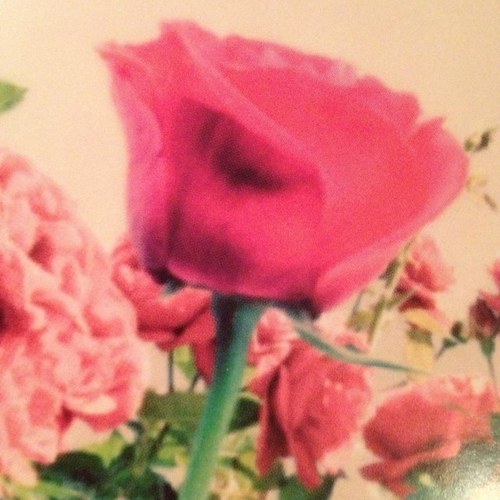 lnaylor3's profile picture. 