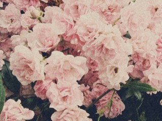 lanbipu's profile picture. 