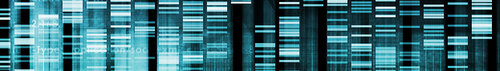 Department of Genetics, University of Leicester, Athena Swan Group. Promoting equality for women in Science, Technology, Engineering and Maths.