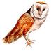 WildlifeWatchTaunton (@tauntonwatch) Twitter profile photo