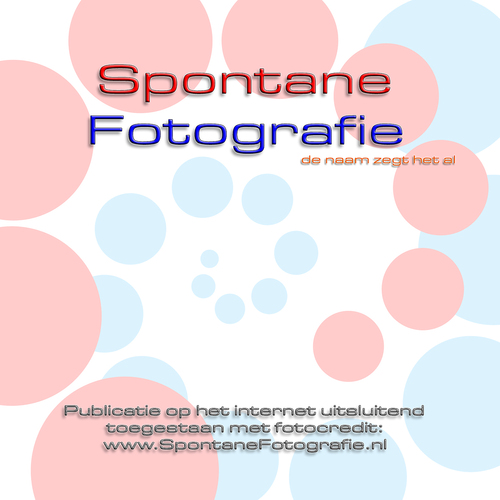 SpontaneFoto's profile picture. 