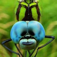 Epitheca (@epitheca) 's Twitter Profile