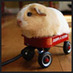 NostraDamon 🐹 (@nostradam0n) Twitter profile photo NostraDamon 🐹 (@nostradam0n) Twitter profile photo