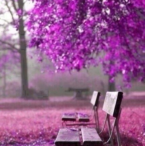 laleh_Fashion's profile picture. 