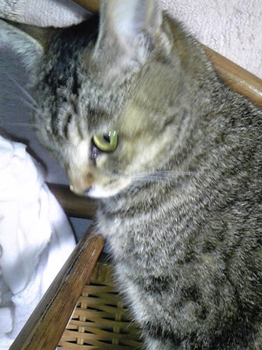 元野良のキジネコと暮らしています。