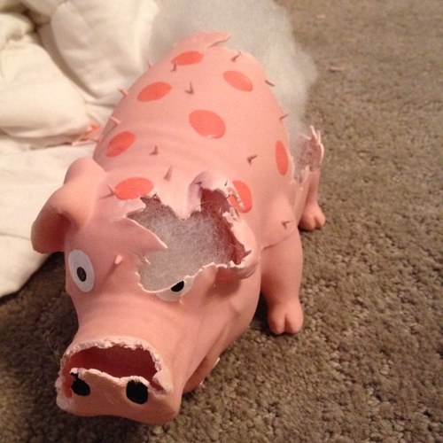 stinkyzappa's profile picture. 