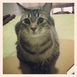 GabbGo's profile picture. 