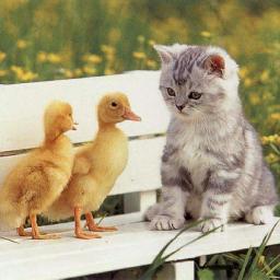 brayocar's profile picture. 