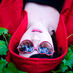 Marisa putri (@marisaputri88) Twitter profile photo
