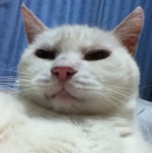 ツイッターの歩みはゆったり。ときどきつぶやきます。 💕なものは🦭🦭🐈🐱 最近はアザラシさんに夢中。みんなおなじいのち No Nukes ☮ No War #肉球新党 #本当は寝ていたい #差別に投票しない