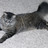 bflokitty421's profile image