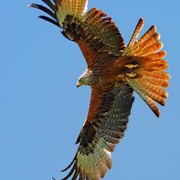 herdezm's profile picture. 