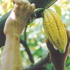 #cocoa researcher @cocoacentre.com #cocoa germplasm #cacao #cocoavaluechain #sustainablecocoaproduction #cacaogeneticresources tweets are my own