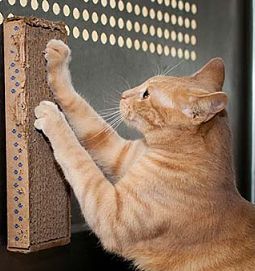 Cat scratchers for shelter cages, cats LOVE them
 End Cat Boredom, donate Stretch & Scratch pads to a shelter near you.