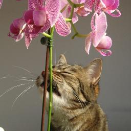 SenyoretaCoco's profile picture. Curiosity Killed  The CAT But Satisfaction Brought It Back