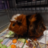 Paige Goodchild's Twitter avatar
