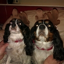 Becky Noble - @Loopyassgirly - Twitter