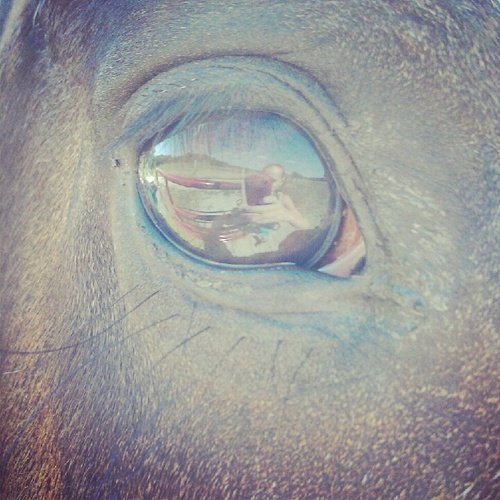 pastureponyprob's profile picture. Just the pains of owning a pasture horse. Eventer and loving it.