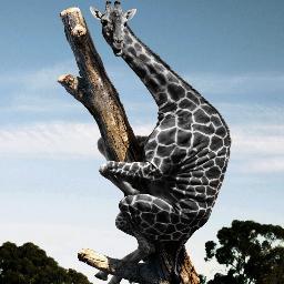 blackgiraffee's profile picture. i literally don't know anything