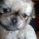 Norma Beatriz  - @NormaLara_ - Twitter