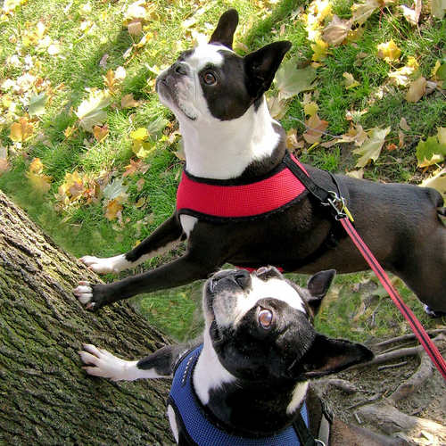 BostonMontreal's profile picture. This is a casual group for people and Boston Terriers living in the greater Montreal region. Find us on Facebook!