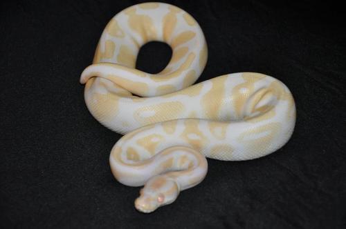 Here at A.C.E.S. we are devoted to our extended family, our reptiles.