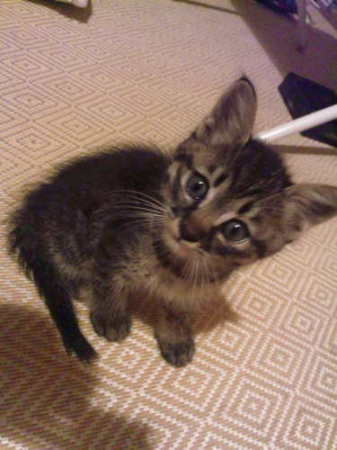 清水白桃と同じ産地。　
猫ときのこを見ると思わず近づいてしまう性質があるので、一緒に歩いている人には迷惑をかけがちです(-_-;)
小旅行も好きで、近隣によく出かけています☆
天体観測、読書、観劇にも興味あり。