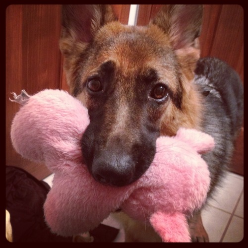Hi! My name is Molly the German Shepherd Dog. I like to chase leaves and bark at my own shadow.