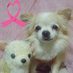 papom (@tizusan) Twitter profile photo papom (@tizusan) Twitter profile photo