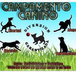 Atención y cuidados cuando tú no puedes estar a su lado!! Campamento Canino, el sitio para tu mascota en vacaciones