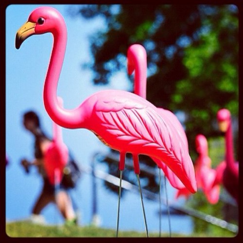 Don't let the pink fool you, I'm one badass bird. Flamingo by birth, Badger at heart. I enjoy a good Jump Around. #badgerswag