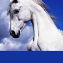 meghan mccabe habrat - @mccabecowgirl - Twitter