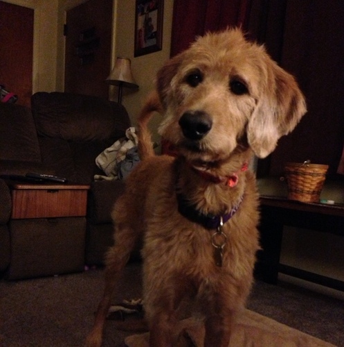 kiahbutt's profile picture. I am @Diehl's dog!