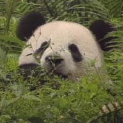 🐼2025年から渡米予定🇺🇸
産業保健師（自治体保健師→産業保健師へ）、2024年から通信大学生